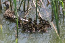 Mallard babies.jpg