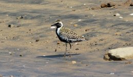 Pacific Golden Plover.jpg