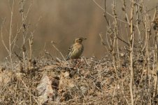 Red-throated Pipit.jpg