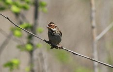 LIttle Bunting.jpg