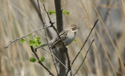 Pallas's Reed Bunting.jpg