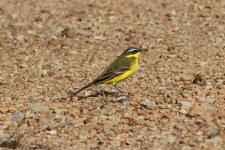 Yellow Wagtail 4.jpg