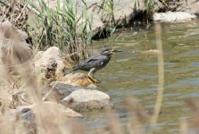 Striated Heron.jpg