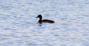 SCAUP MAYBE.jpg