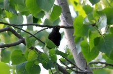 Eurasian Blackbird.jpg