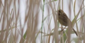 female reed bunting.jpg