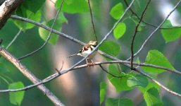 Forest Wagtail.jpg