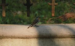 Red-throated Flycatcher.jpg