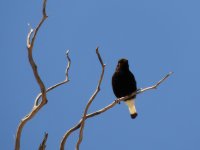 2014.05.30 Black Wheatear.JPG