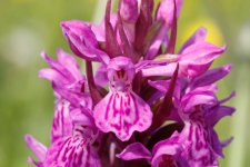 Marsh Orchids _MG_7650.jpg