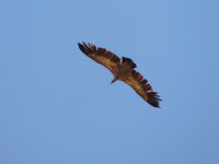 2014.05.30 Griffon Vulture.JPG