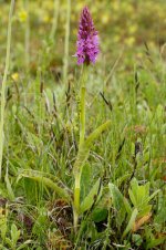 Marsh Orchids _MG_7858.jpg