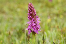 Marsh Orchids _MG_7873.jpg