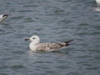 Gull sp 18.6.14#2.jpg