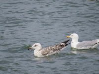 Gull sp 18.6.14.jpg