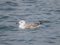 Gull sp #4.jpg