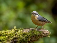 Birds on stump 4 small.jpg