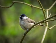 Birds on stump 3 small.jpg