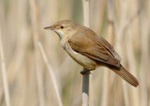 Reed Warbler9x.jpg