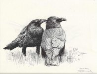 Carrion-crow-pair.jpg