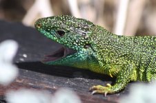 2014_05_03 (2)_Green_Lizard (800x533).jpg