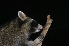 raccoon.jpg