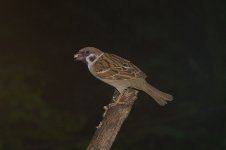 Eur Tree Sparrow.jpg