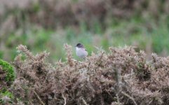 Lesser Whitethroat.JPG