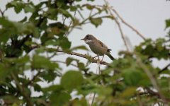 Common Whitethroat.JPG