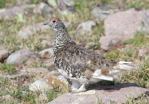 white-tailed-ptarmigan_03.jpg