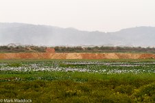 2014-05-03_IMG_0011_Deepor Beel_Boragoan Rubbish Tip.jpg