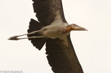 2014-05-03_IMG_0159_Deepor Beel_Greater Adjutant.jpg