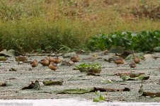 2014-05-03_IMG_0187_Deepor Beel_Lesser Whistling-duck.jpg