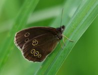 Ringlet.jpg