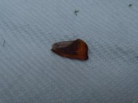 Unknown moth sp1.JPG