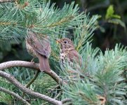 song thrush.JPG