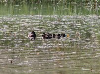 tufted duck.JPG