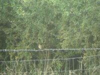 Bird Redstart juv1 8 7 2014.jpg