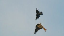 Kite and Crow.jpg