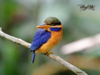 RufouscollaredKingfisher02.jpg