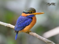 RufouscollaredKingfisher04.jpg