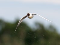 Black-headed Gull (Chroicocephalus ridibundus)_23.jpg