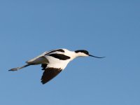 Pied Avocet (Recurvirostra avosetta)_18.jpg