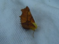 Canary-shouldered Thorn.jpg
