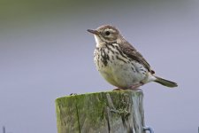 RS_Meadow Pipit?.jpg