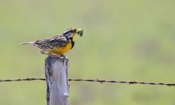 0000 IMG_9101 meadowlark Laguna Atascosa.jpg