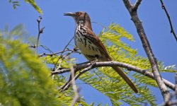 0000 IMG_9152 thrasher - laguna atascosa.jpg