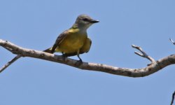 0000 IMG_9353 kingbird laguna Atascosa.jpg