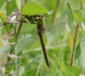 NORFOLK HAWKER.jpg