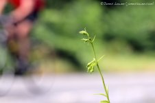 eGreen-flowered-Helleborine_Blackheath_060714_CL_1179.jpg